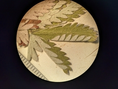 Potentilla pulcherrima