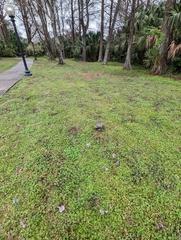 Terrapene carolina major