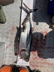 Thunnus alalunga