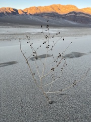 Dicoria canescens