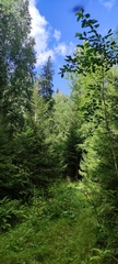 Picea × fennica