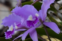 Cattleya trianae