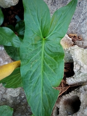 Arum palaestinum