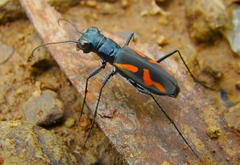 Cicindela andrewesi