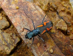 Cicindela andrewesi