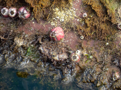 Megabalanus