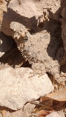 Phrynosoma coronatum