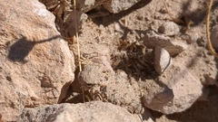 Phrynosoma coronatum