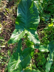 Arum palaestinum