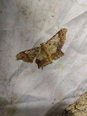 Krananda semihyalina