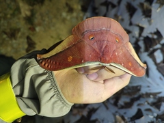 Antheraea assamensis