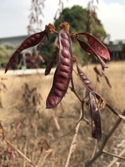 Acaciella angustissima
