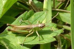 Pseudochorthippus parallelus