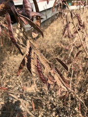 Acaciella angustissima