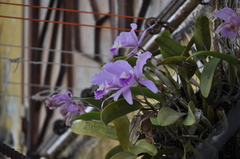Cattleya trianae