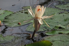 Nymphaea ampla