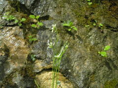 Arabis sagittata