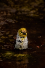Auriparus flaviceps