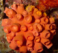 Tubastraea coccinea