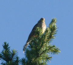 Emberiza citrinella × leucocephalos
