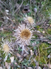 Carlina vulgaris