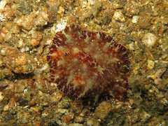 Discodoris boholiensis