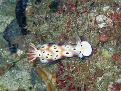 Hypselodoris tryoni
