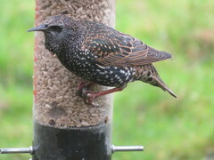Sturnus vulgaris