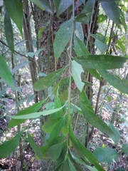 Chrysophyllum gonocarpum