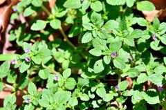 Stemodia verticillata