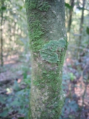 Chrysophyllum gonocarpum