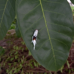 Lystra pulverulenta