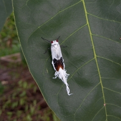 Lystra pulverulenta
