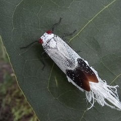 Lystra pulverulenta