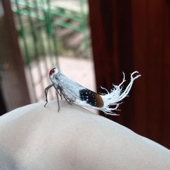 Lystra pulverulenta