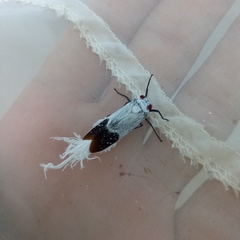 Lystra pulverulenta