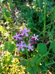 Silene aegyptiaca