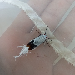 Lystra pulverulenta