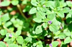 Stemodia verticillata