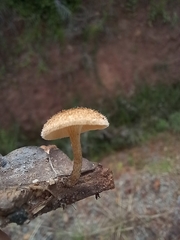 Lentinus crinitus