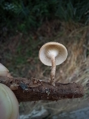 Lentinus crinitus