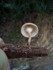 Lentinus crinitus