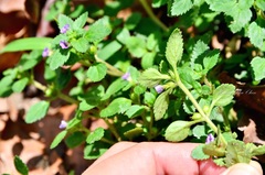 Stemodia verticillata