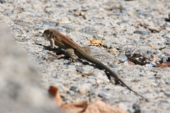 Ameiva praesignis