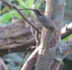 Phaethornis eurynome