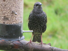 Sturnus vulgaris