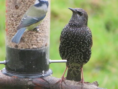 Sturnus vulgaris