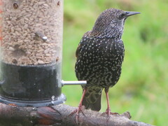 Sturnus vulgaris