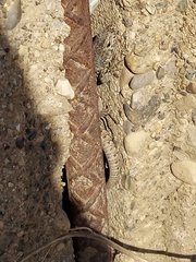 Podarcis muralis maculiventris
