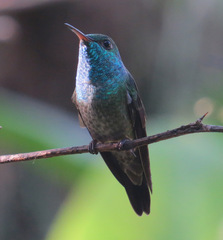 Chrysuronia versicolor